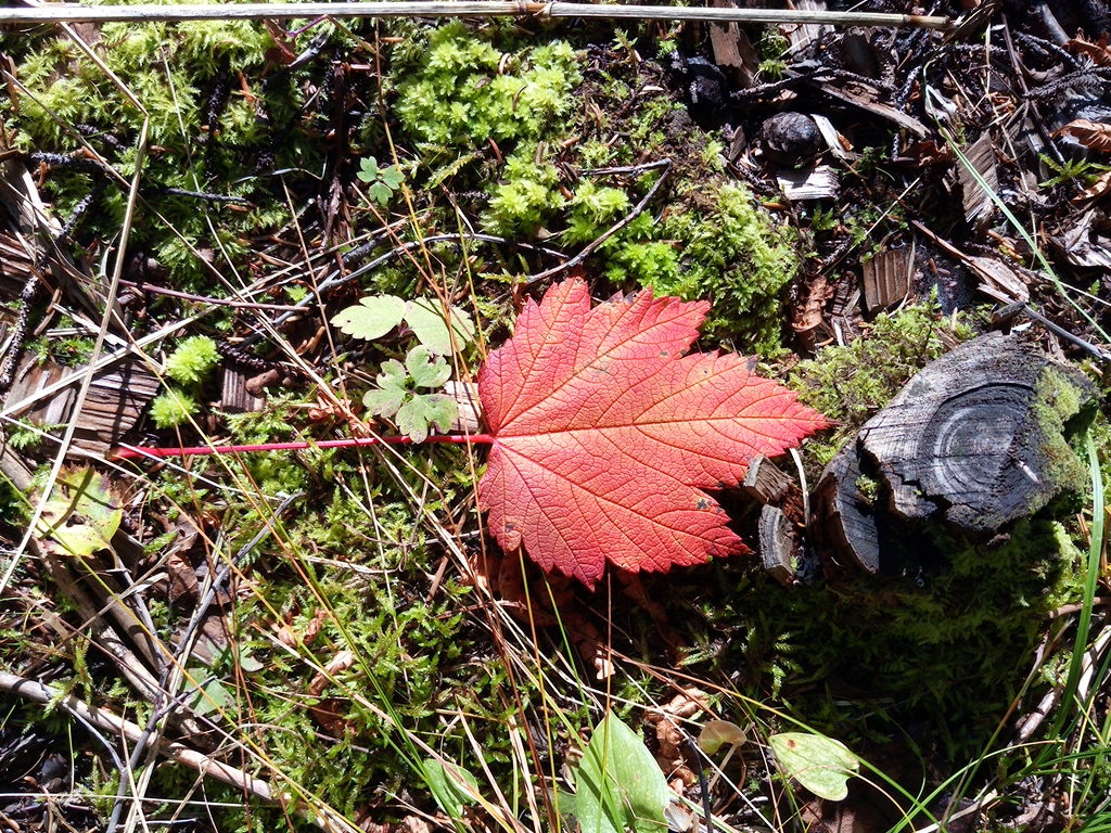 The earliest colored leaves in Japan at Daisetsuzan National The earliest colored leaves in Japan at Daisetsuzan National