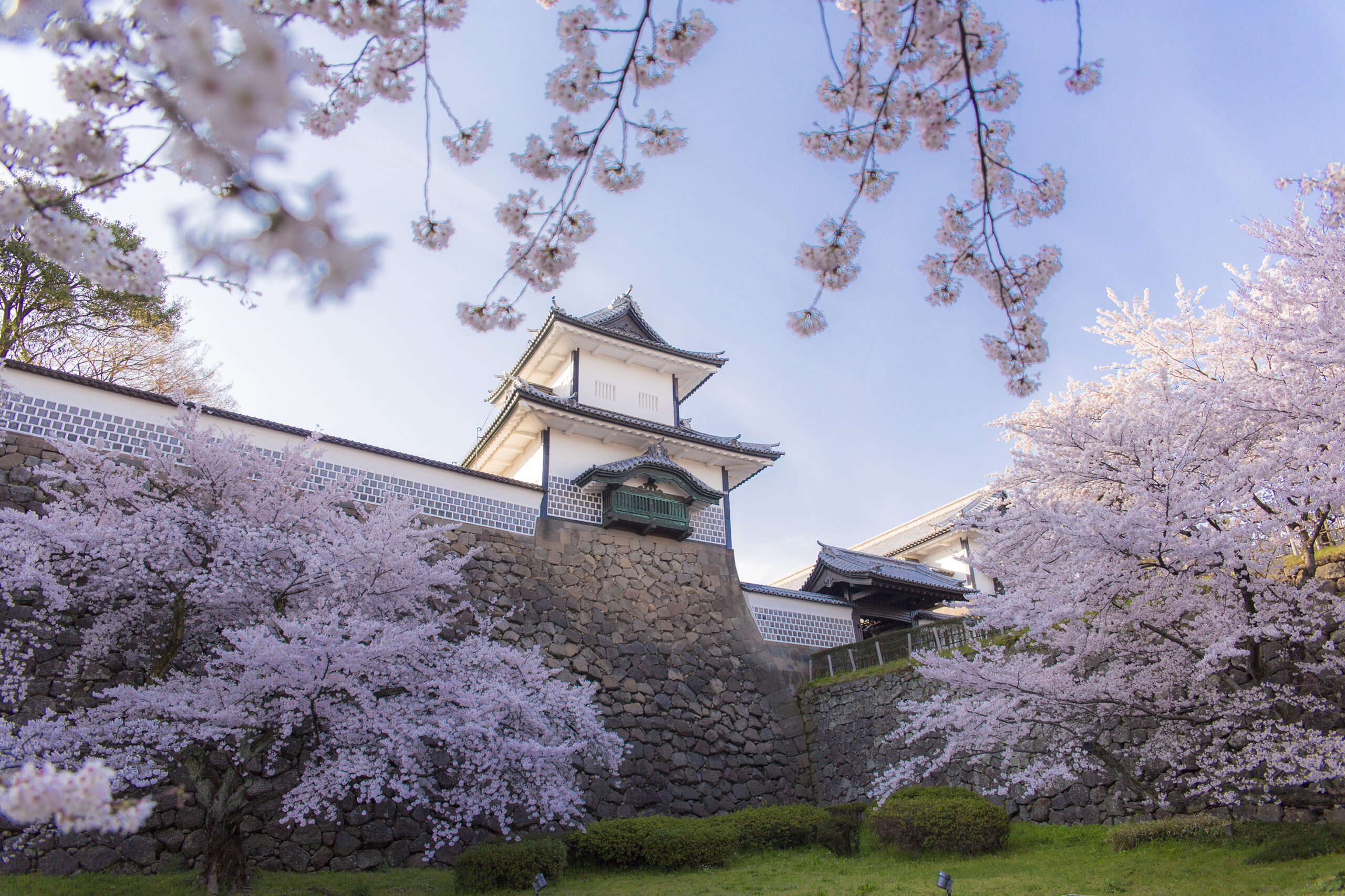 Kanazawa Cherry Blossoms: Best Spots for Sakura Viewing