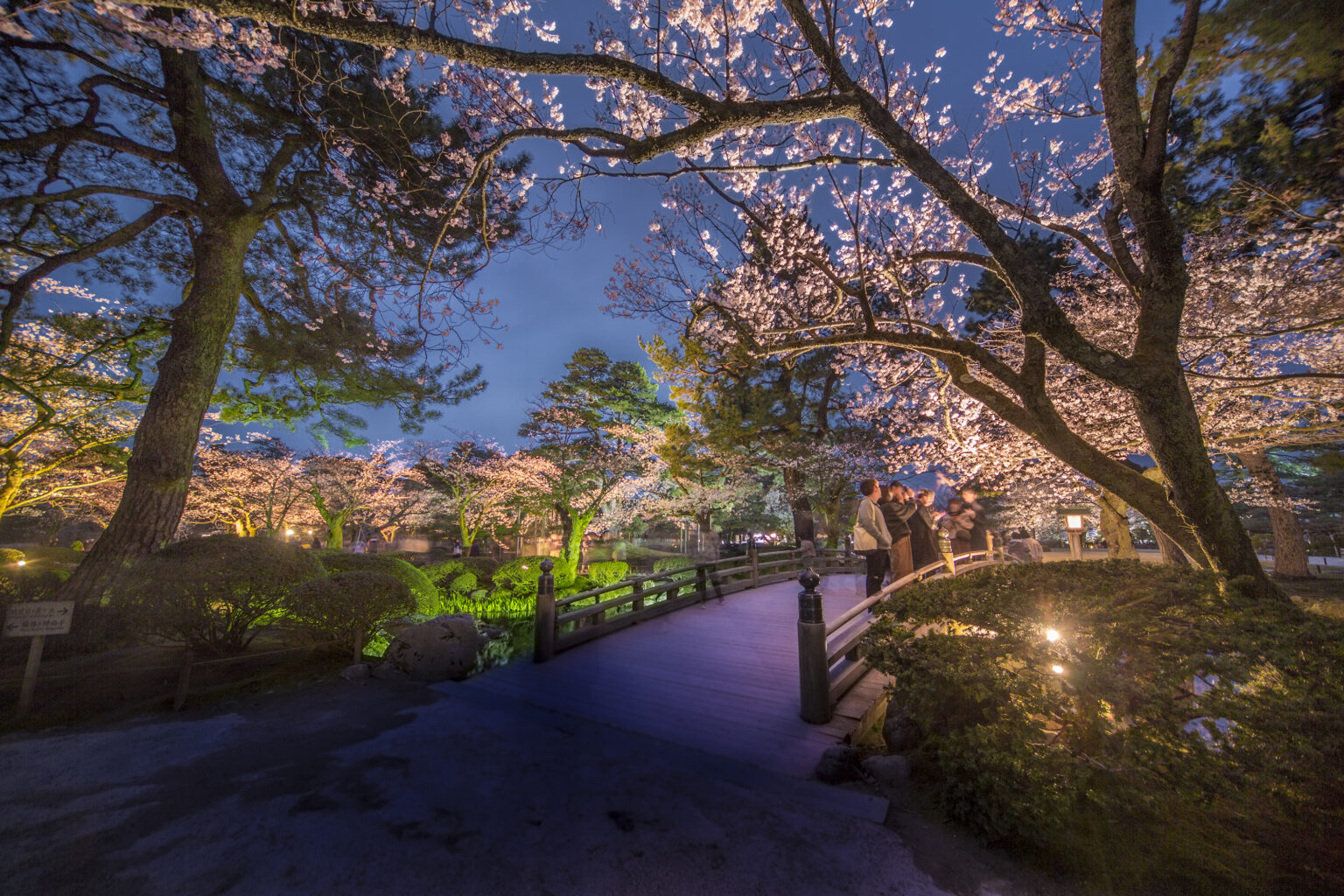 5 Spots to See Beautiful Cherry Blossoms in Kanazawa