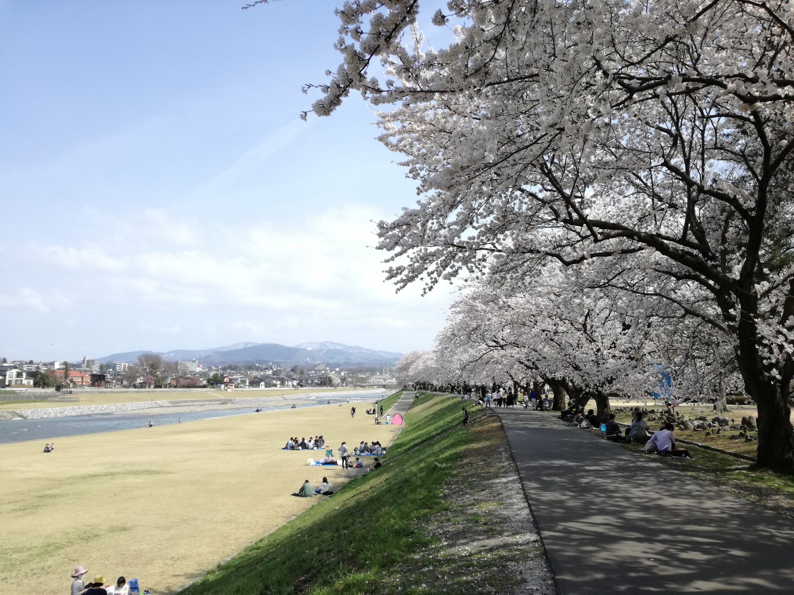 5 Spots to See Beautiful Cherry Blossoms in Kanazawa