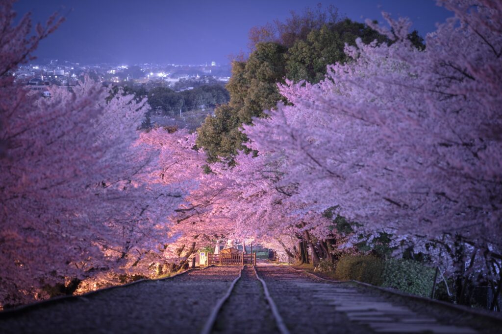京都 桜 時期