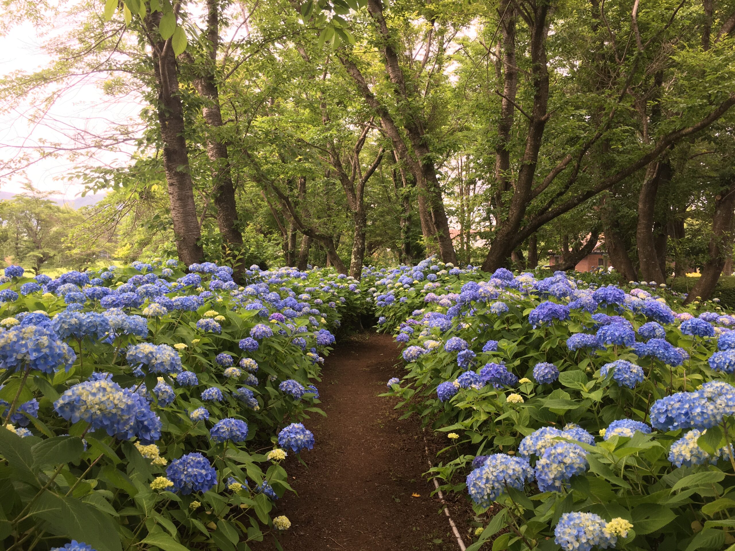 雨 でもお出かけおすすめコース 河口湖 富士山周辺 Articles By K S House Hostels