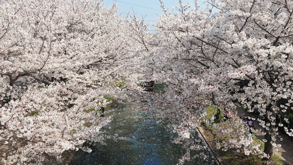 伏見十石舟の桜