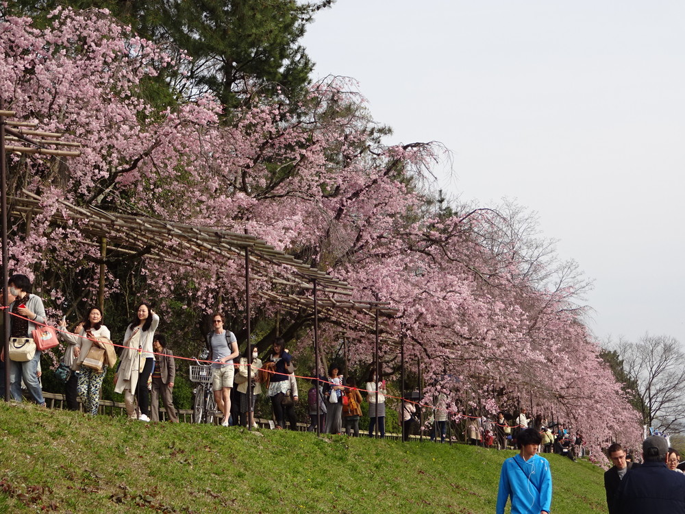 半木の道の桜