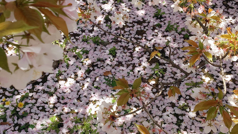 仁和寺の桜