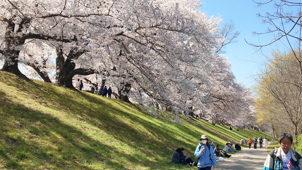 背割堤の桜2