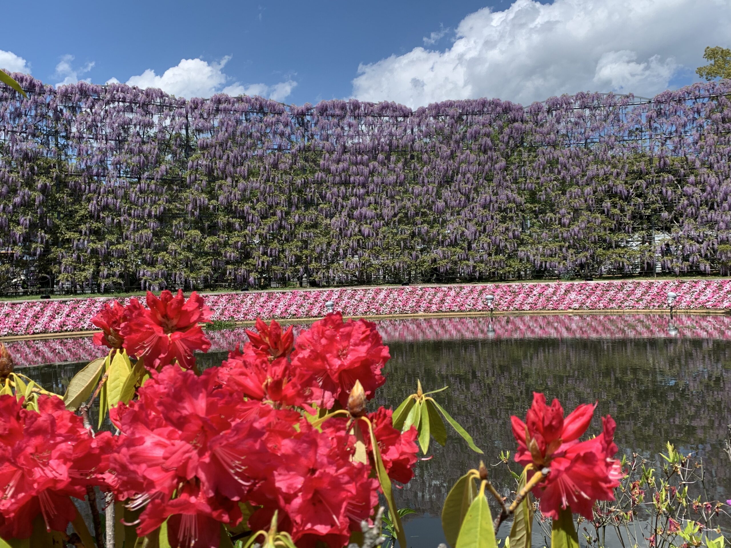 あしかがフラワーパーク | Tourist info by K's House local staffs