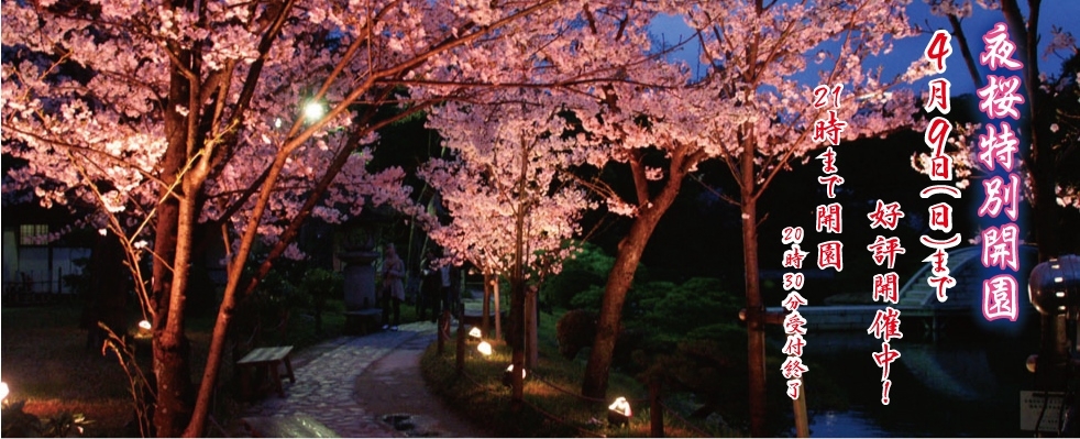 Light up for Cherry blossoms!!!