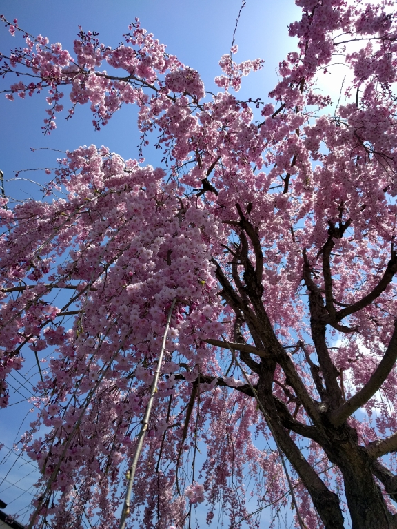 Cherry Blossom Season 2017