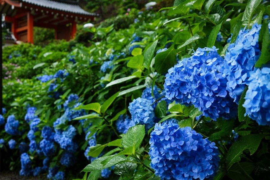 【６月京都】京都の伝統行事・イベント情報